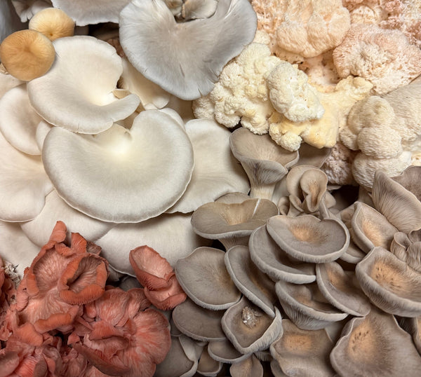 Mad About Mushrooms w/ Chef Dino Kolitsas Mon. June 15 @6:30pm